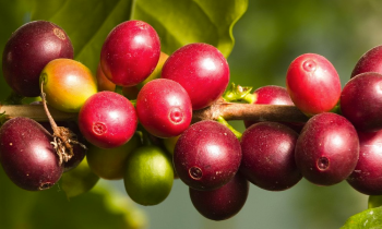 Where could camu camu powder be used?