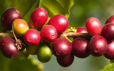 Where could camu camu powder be used?